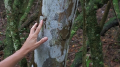 Ochna arborea