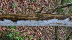 Ochna arborea