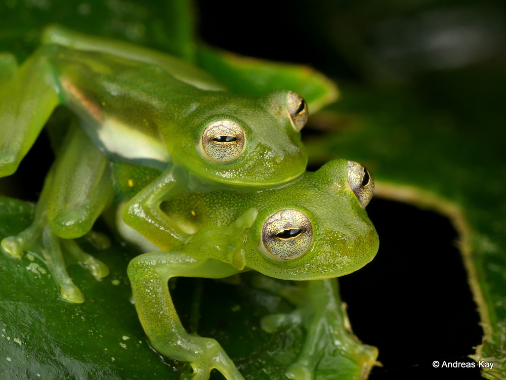 Midas' Glassfrog