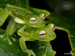 Midas' Glassfrog photo 1