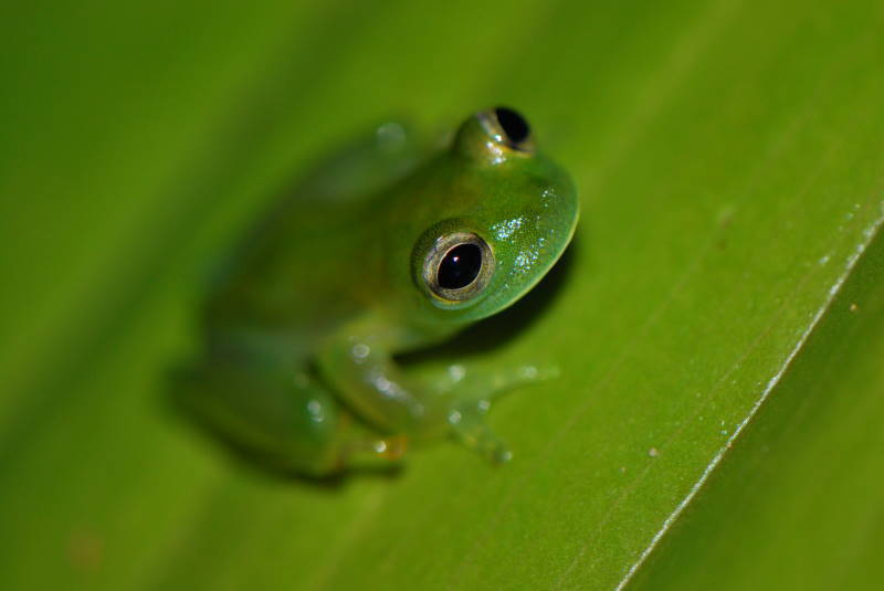 Santa Cecilia Cochran Frog