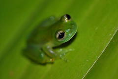 Midas' Glassfrog photo 2