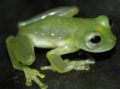 Midas' Glassfrog photo 3