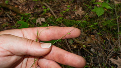 Carex trisperma
