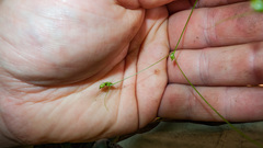 Carex trisperma
