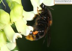 Bombus koreanus