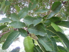Ficus citrifolia