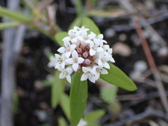 Mitracarpus floribundus
