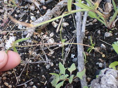 Mitracarpus floribundus