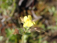 Erythranthe lagunensis