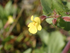 Erythranthe lagunensis
