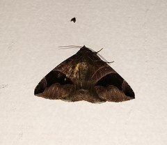 Bastilla joviana