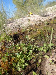 Erythranthe lagunensis