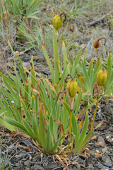 Iris hookeri