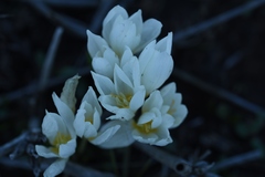 Crocus ochroleucus