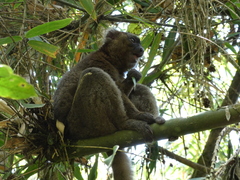 Prolemur simus