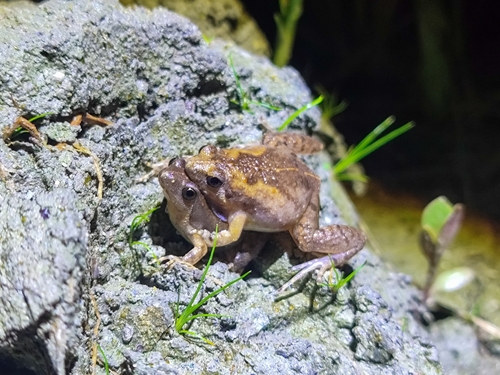 Microhyla orientalis