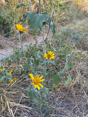 Tithonia tubaeformis