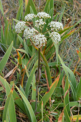 Conioselinum chinense