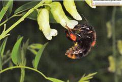 Bombus koreanus