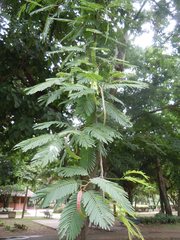 Anadenanthera colubrina cebil