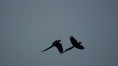 Ara macao cyanopterus