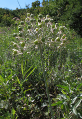 Allium decipiens