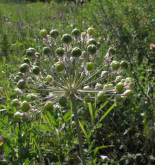 Allium decipiens