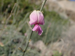 Tephrosia palmeri