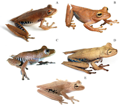 Almendariz's Treefrog photo 4