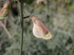 Tephrosia palmeri