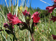 Pontechium maculatum