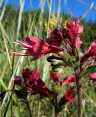 Pontechium maculatum
