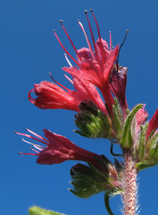 Pontechium maculatum