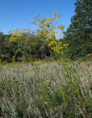 Ferulago galbanifera
