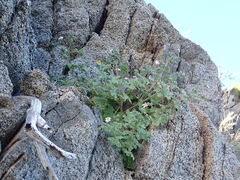 Perityle crassifolia robusta