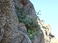 Perityle crassifolia robusta