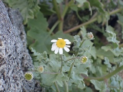 Perityle crassifolia robusta