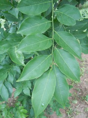 Casearia sylvestris
