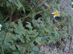 Perityle crassifolia robusta