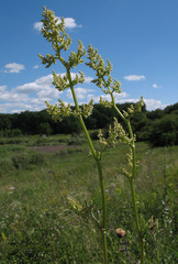 Rumex tuberosus
