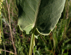 Rumex tuberosus