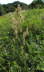 Rumex tuberosus