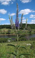 Veronica spuria