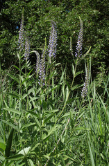 Veronica spuria