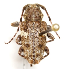 Aegomorphus quadrigibbus