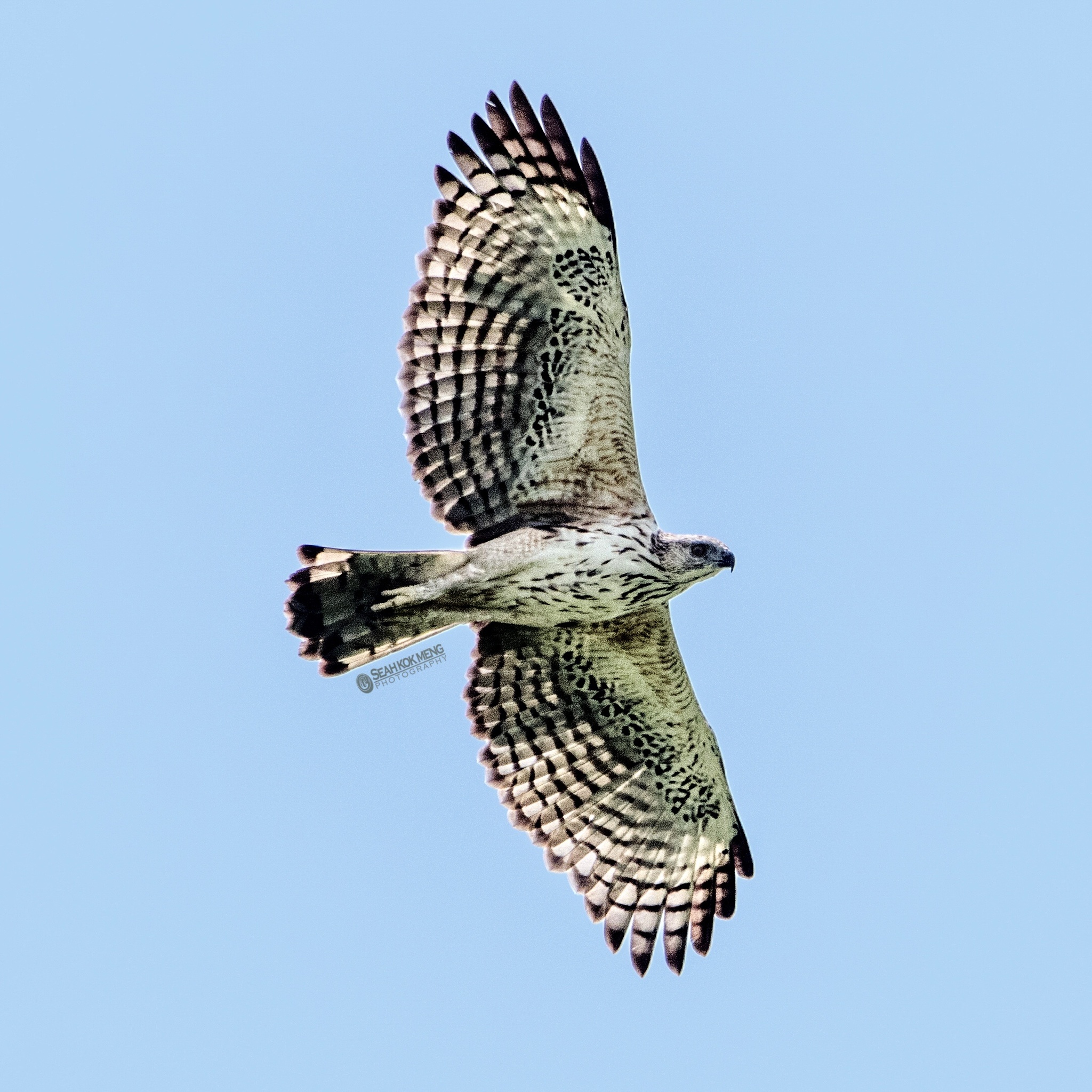 鳳頭鷹鵰(Nisaetus cirrhatus) · 愛自然-臺灣(iNaturalist Taiwan)
