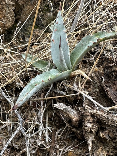 Desert Agave seedling