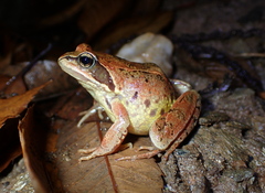Galician Common Frog photo 4