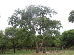 Anadenanthera colubrina cebil